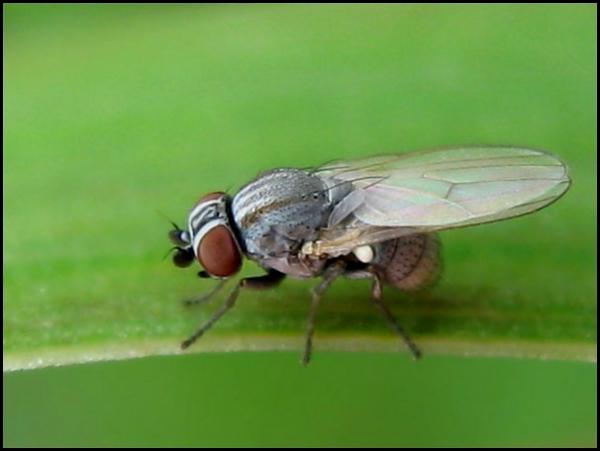 fly10-7-12.jpg