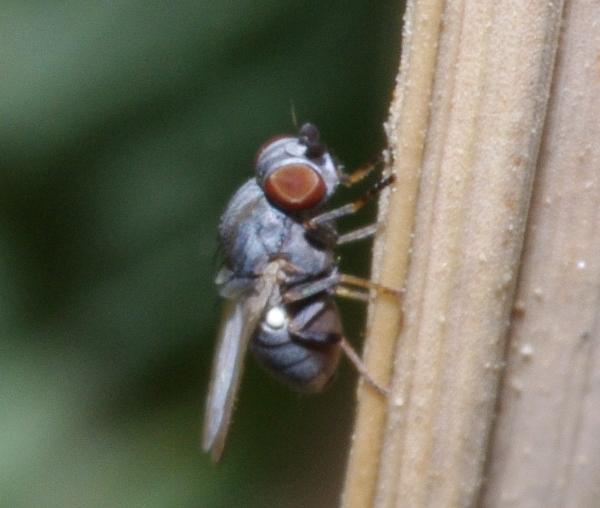 leucopis_leucopis_glyphinivora_male_a3203_pf0906.jpg