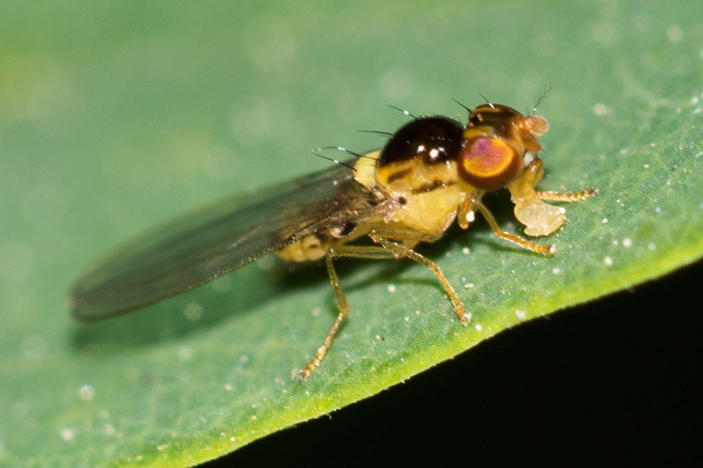 Asteiidae: ASteia algeriensis (female) (1)