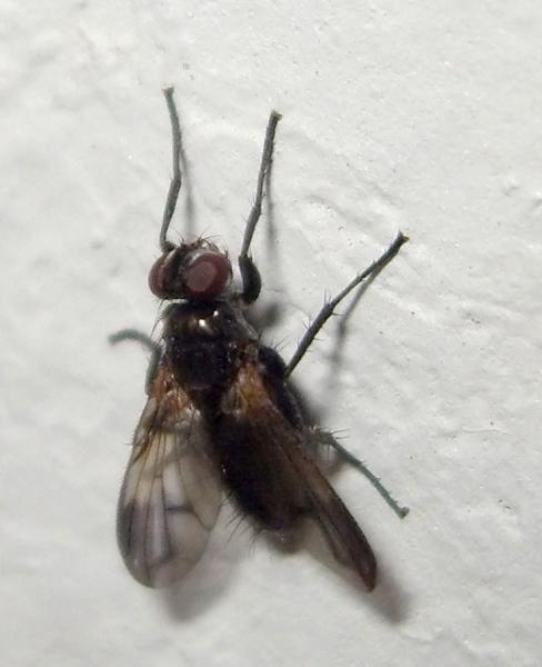 rhinophoridae.jpg