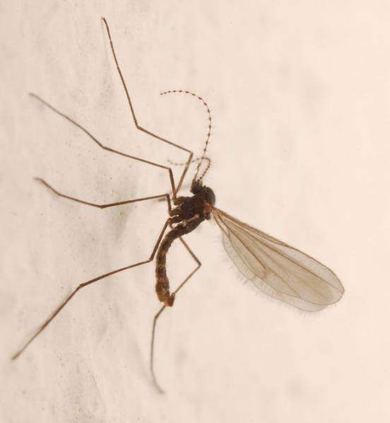 cecidomyia.jpg