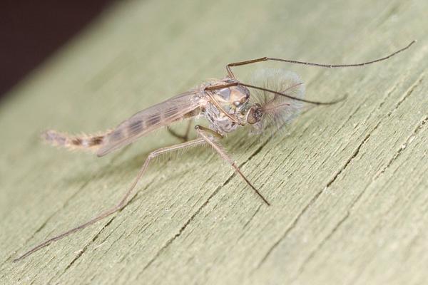 chirominidae_sp_macho_charca.jpg