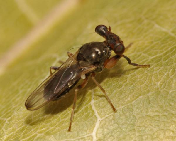 sphyracephala_europaea_pi3447.jpg