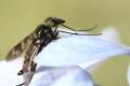 dipterainfoimg_8319_t1.jpg