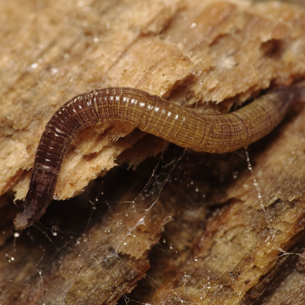 cerotelion_striatum_larva.jpg