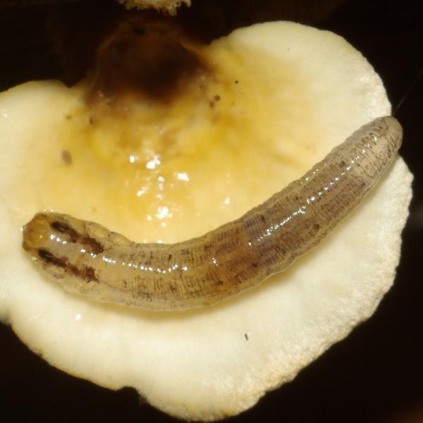 keroplatidae_larva.jpg