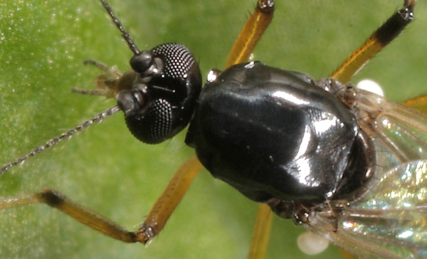 2008-06-29-0078-kopthorax.jpg