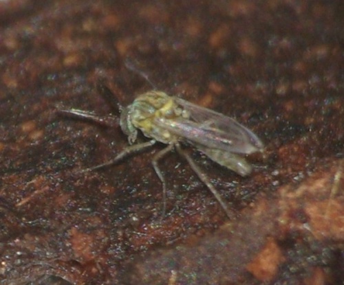 dasyhelea_flavifrons_cf_male.jpg