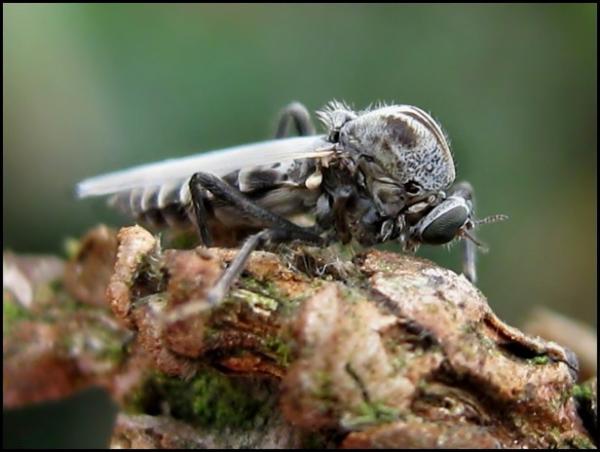 fly21-7-09.jpg