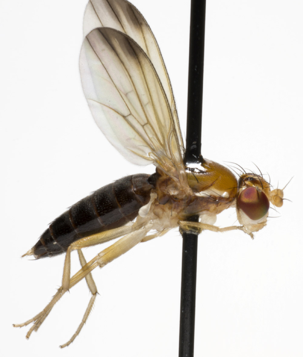 Clusiidae: Clusiodes ruficollis (female) (2)