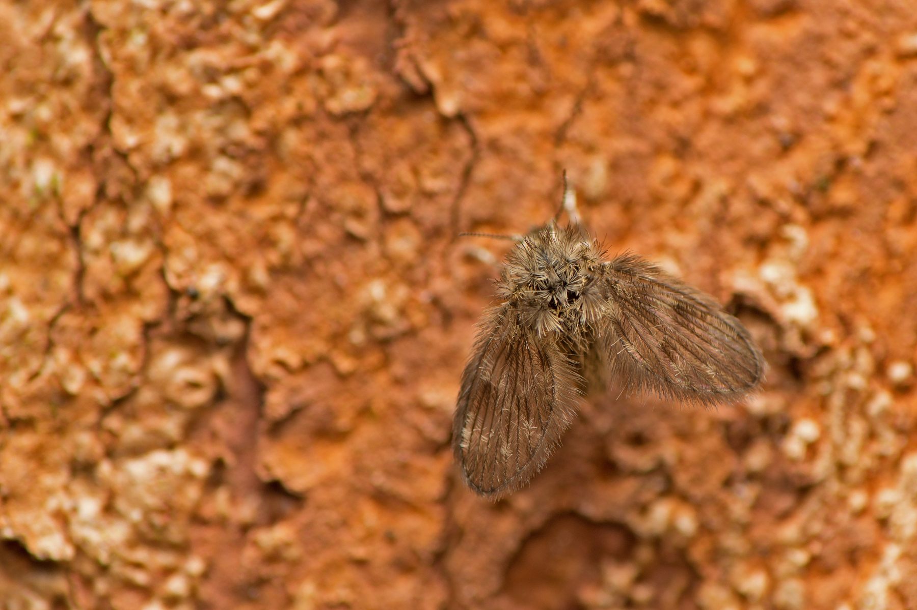 Psychodidae: Psychodidae sp. (4)