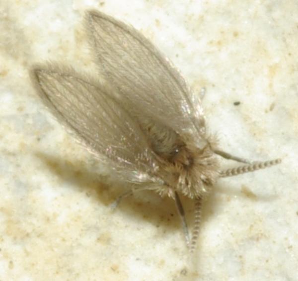 psychoda_albipennis_female_1.jpg