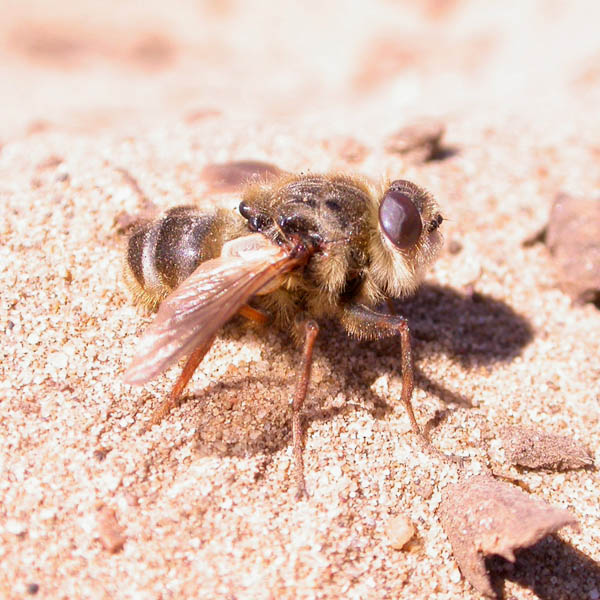 tachinidae_53569.jpg