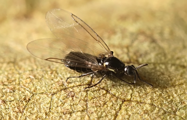 scatopsenotata.jpg