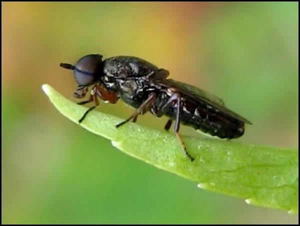 fly18-6-08.jpg