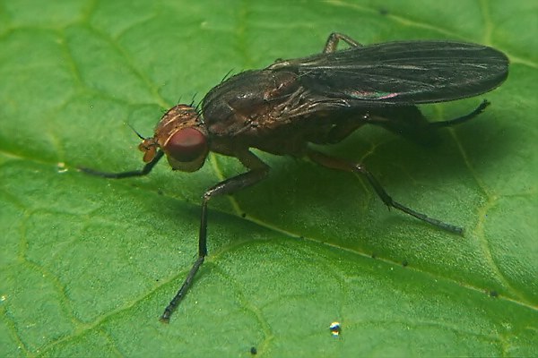 1121-dip-phaeomyiidae-pelidnoptera-fuscipennis-female-valgrande-190706.jpg